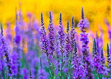 画风可爱但玩法硬核 《变色龙童绘历险》Steam试玩版现已开启