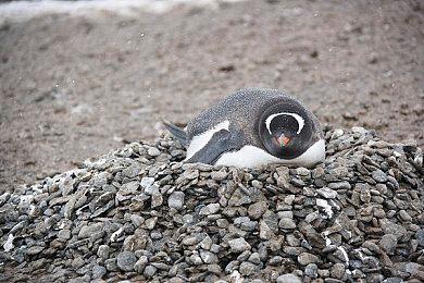 猜测认为《小龙斯派罗》 游戏新作正在开发过程中